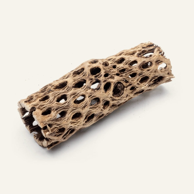 Cholla - Chain Fruit Driftwood - 6 Inch