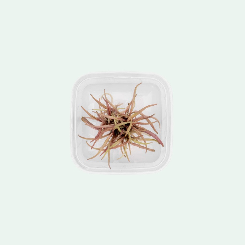 Cryptocoryne Pink Panther