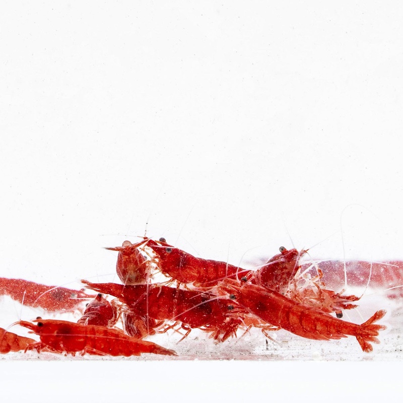Fire Red Cherry Caridina Shrimp
