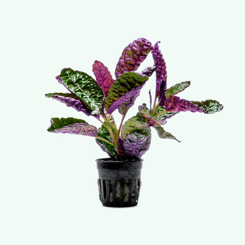 Hemigraphis Exotica