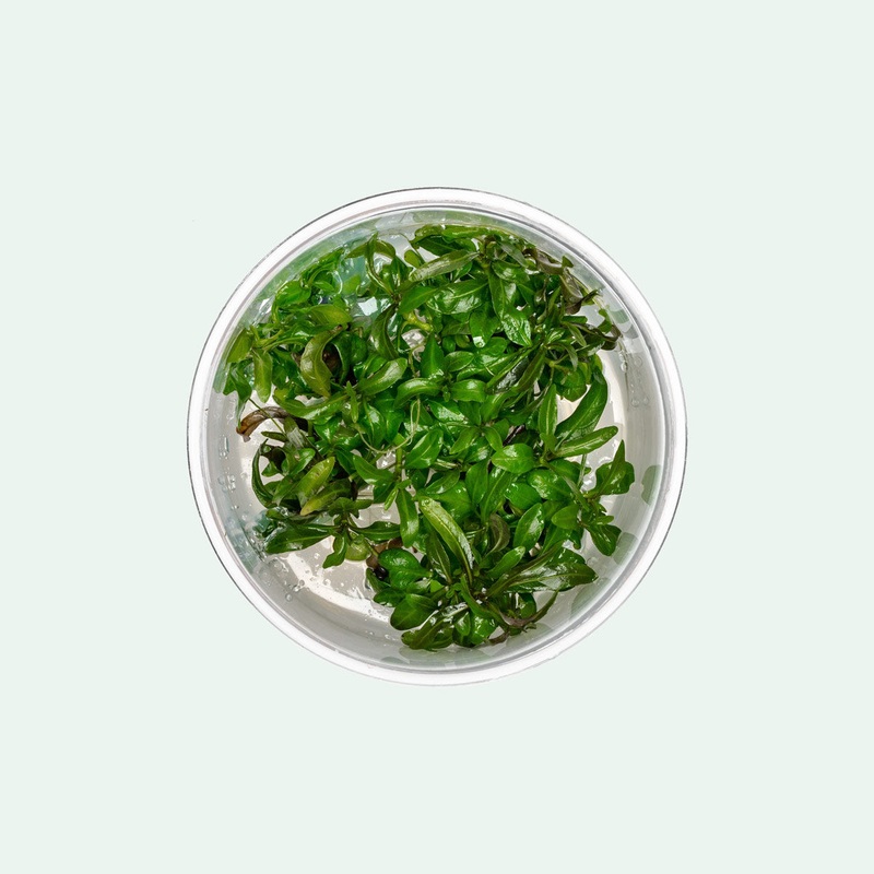 Hygrophila Araguaia Tissue Culture