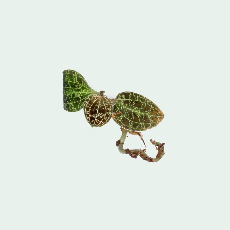 Macodes Petola