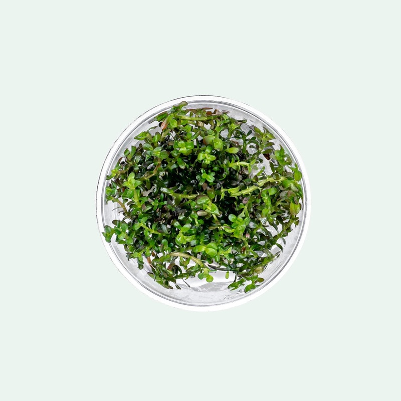 Rotala Colorata Tissue Culture