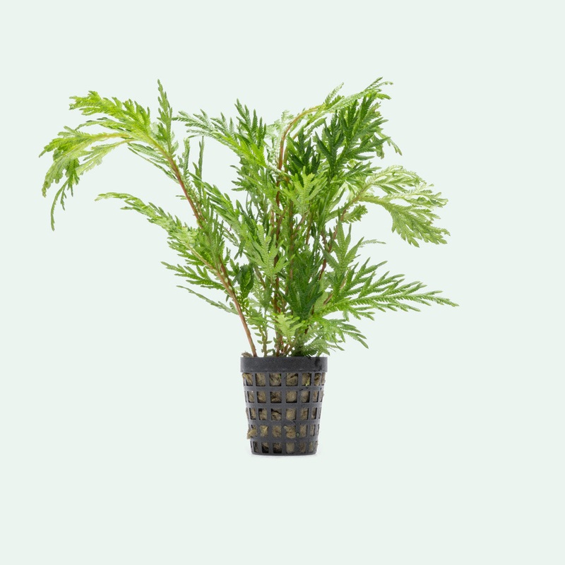 Selaginella Moellendorffii