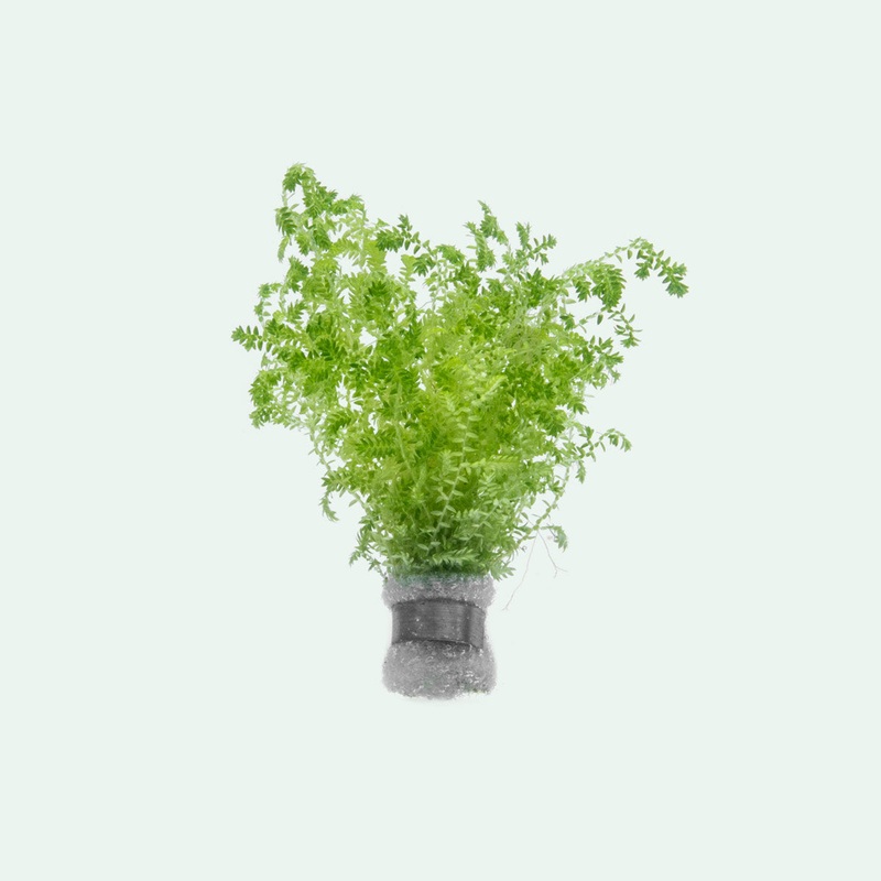Selaginella Uncinata