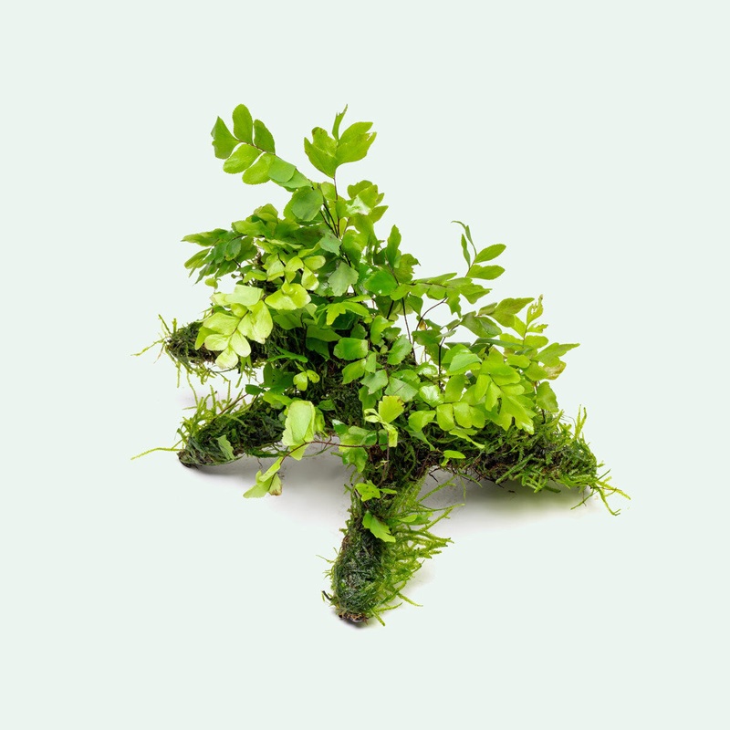 Adiantum Capillus Veneris & Moss - Driftwood