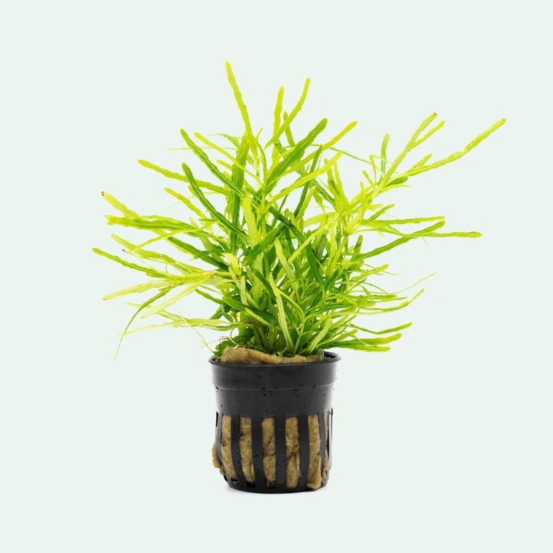 Hemigraphis Repanda Green