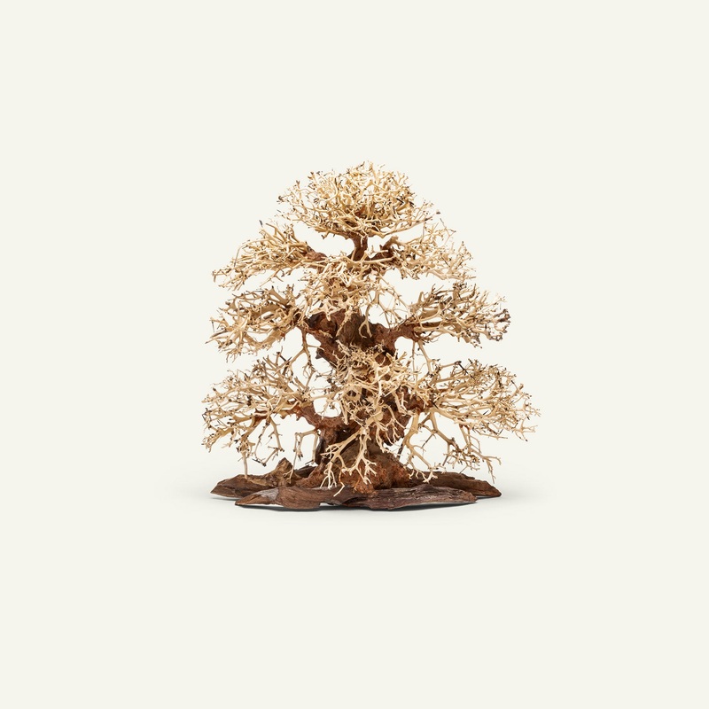 UNS Bonsai 002