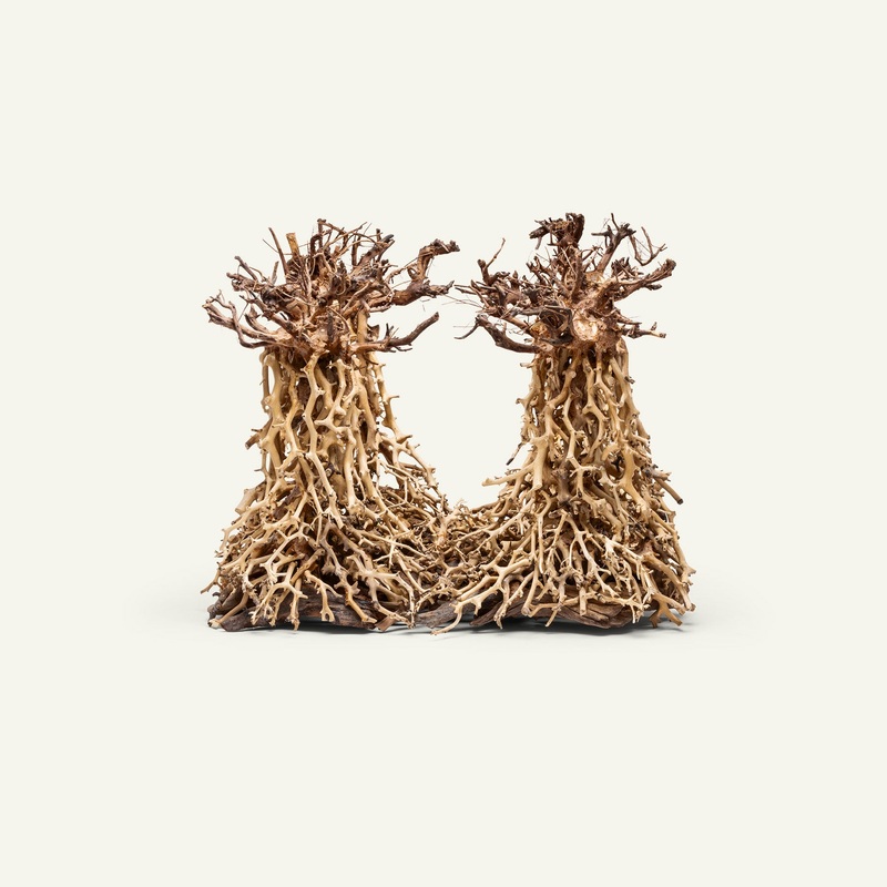 UNS Bonsai 003