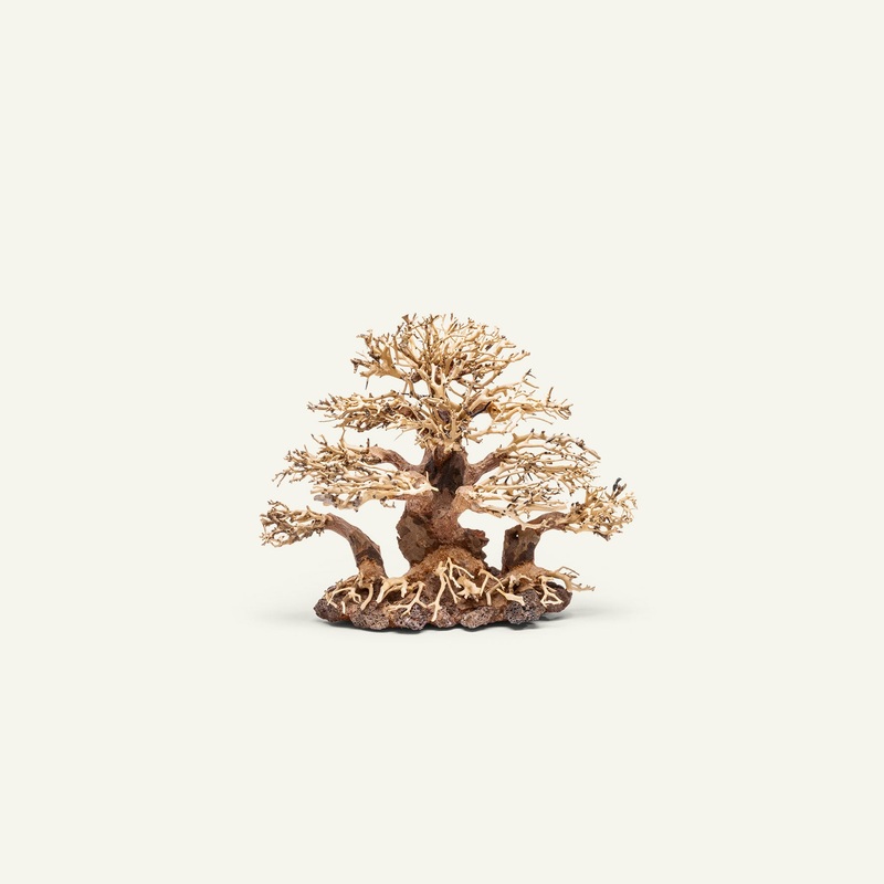 UNS Bonsai 004