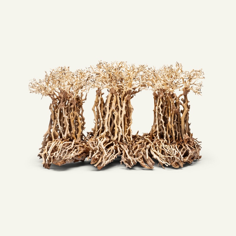 UNS Bonsai 005
