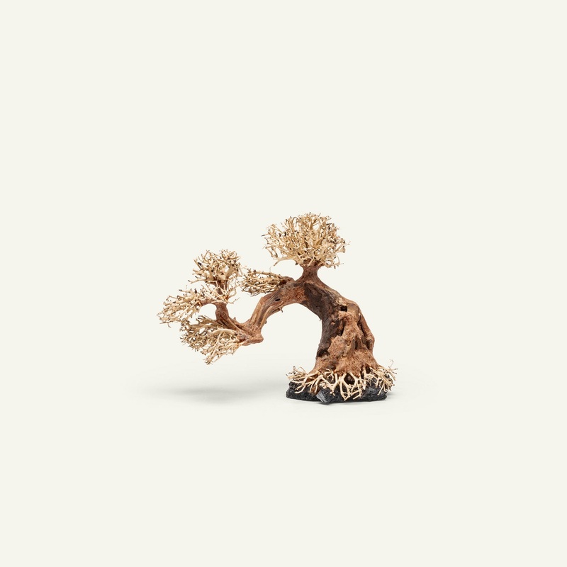 UNS Bonsai 006