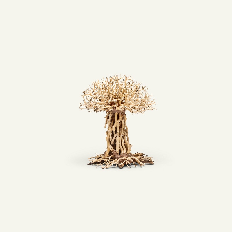 UNS Bonsai 007