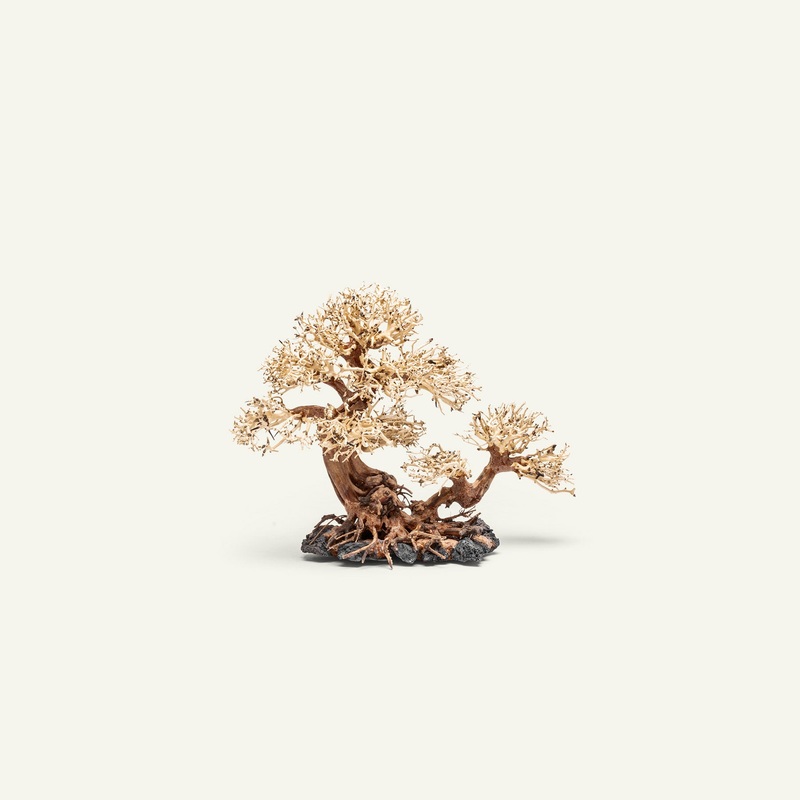 UNS Bonsai 011