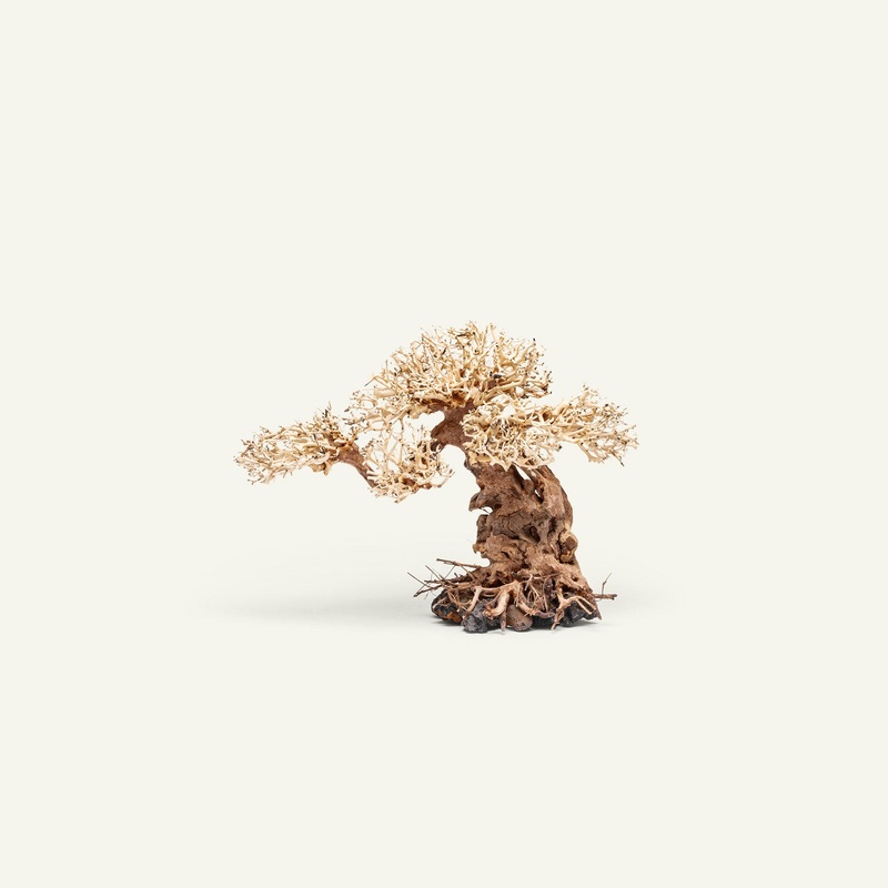 UNS Bonsai 012