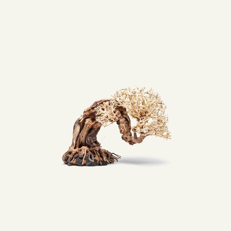 UNS Bonsai 013