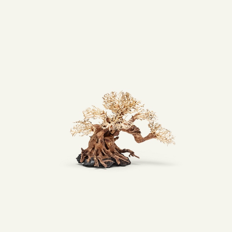UNS Bonsai 014