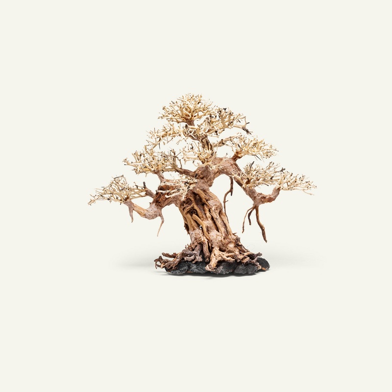 UNS Bonsai 015