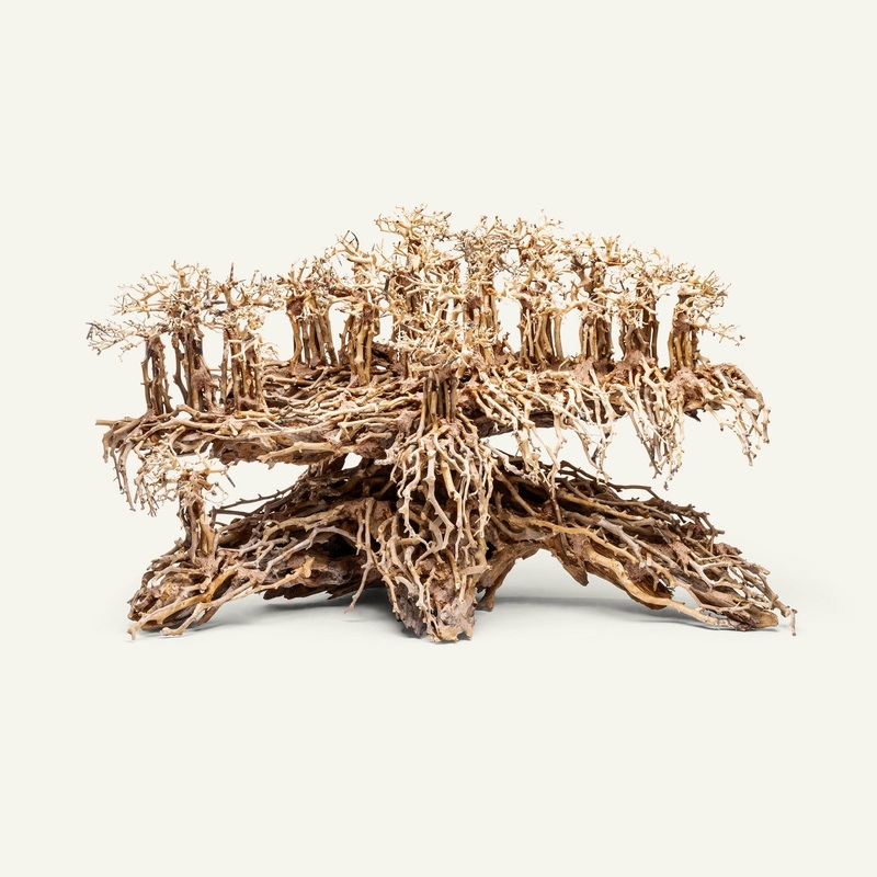UNS Bonsai 017