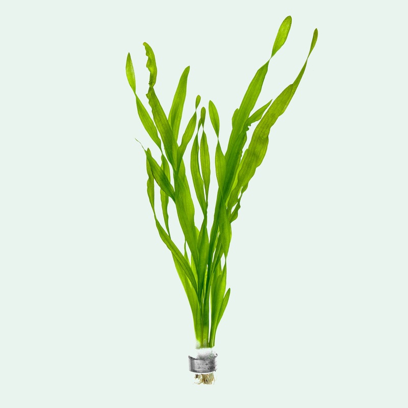 Vallisneria Americana