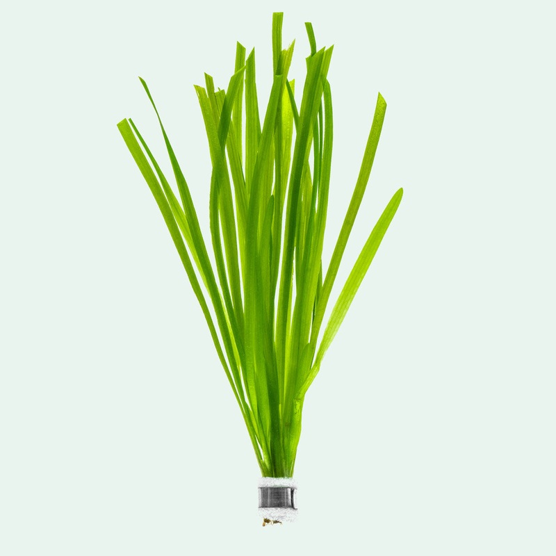 Vallisneria Spiralis