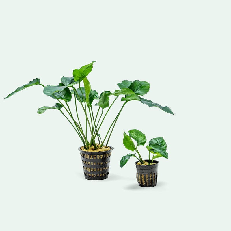 Anubias Barteri - Mother Plant