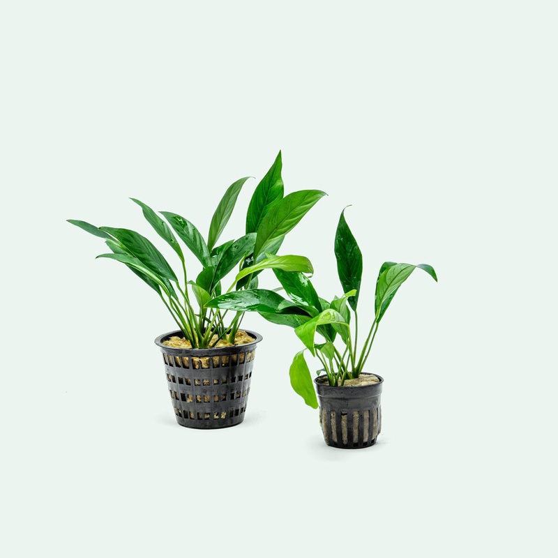 Anubias Congensis - Mother Plant
