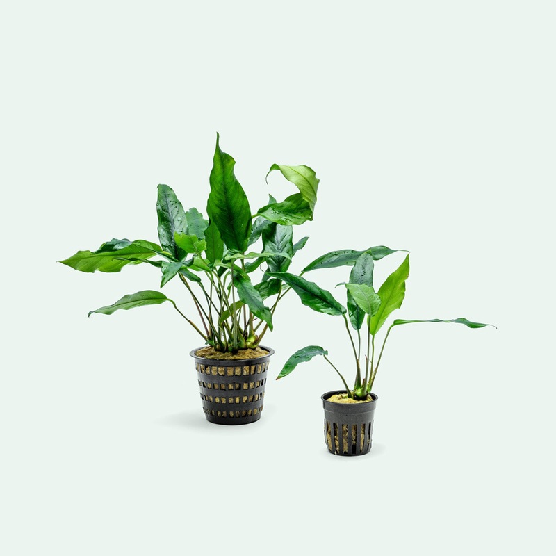 Anubias Minima - Mother Plant