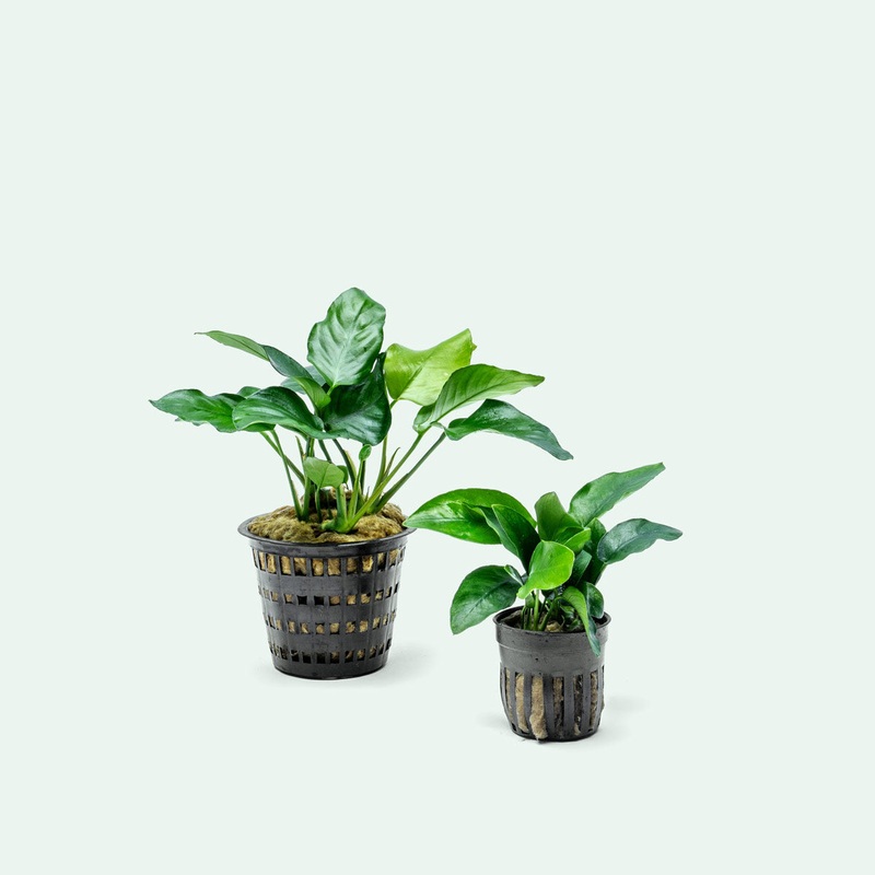 Anubias Nana - Mother Plant