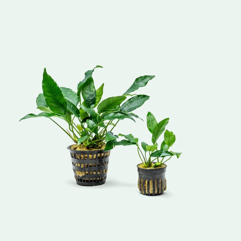 Anubias Short and Sharp - Mother Plant