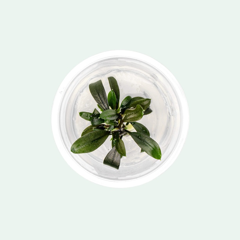 Bucephalandra Brownie Ghost