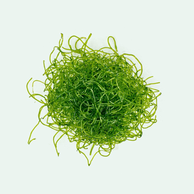 Chaetomorpha Macro Algae