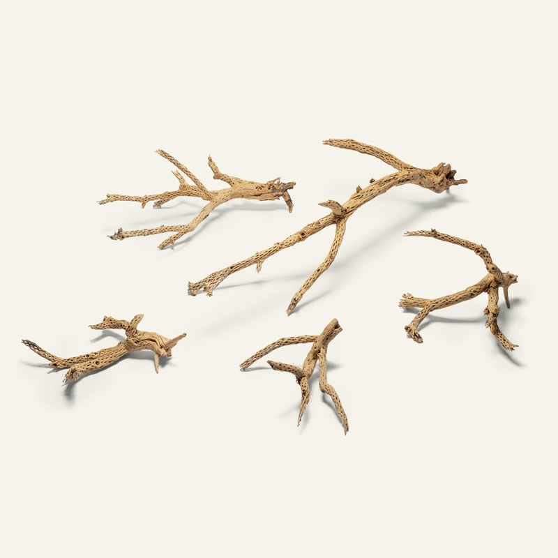 Cholla Driftwood Tree