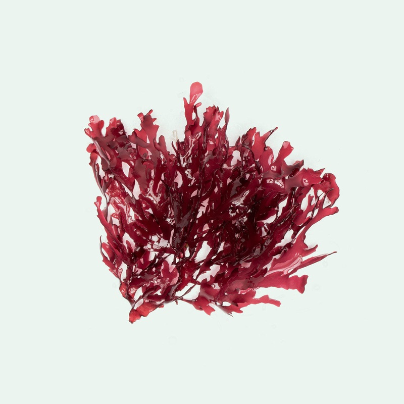 Dragon's Breath Macro Algae
