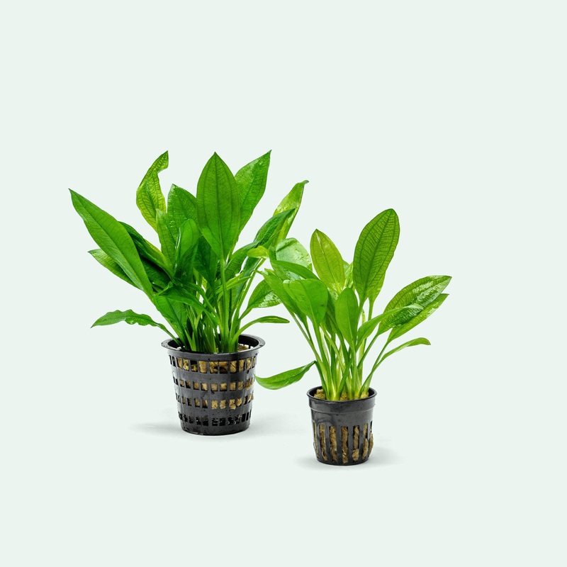 Echinodorus Bleheri - Mother Plant