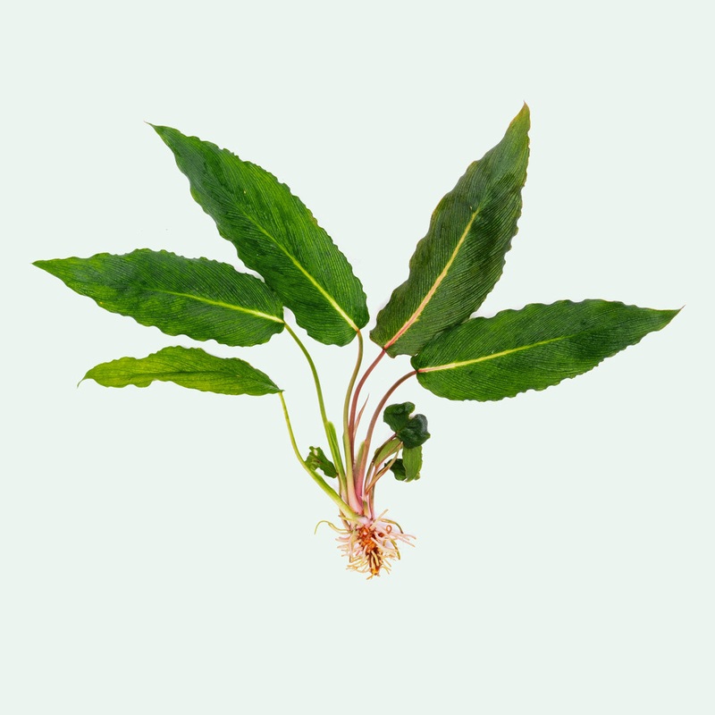 Homalomena sp. Papua (Samurai)
