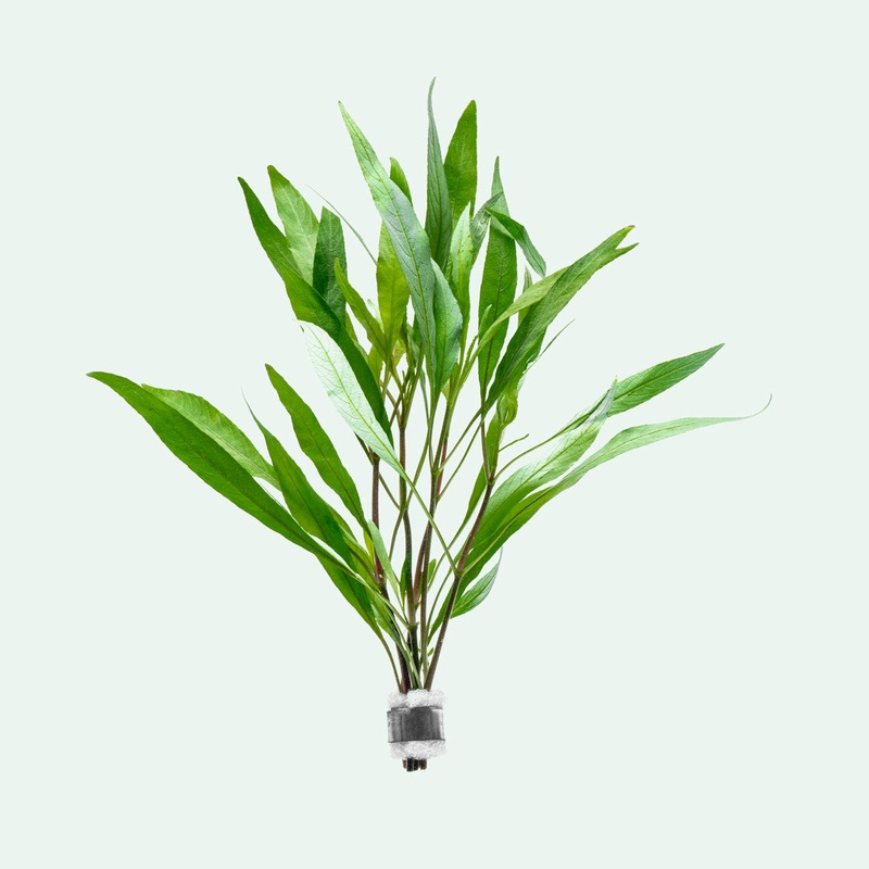 Hygrophila Angustifolia