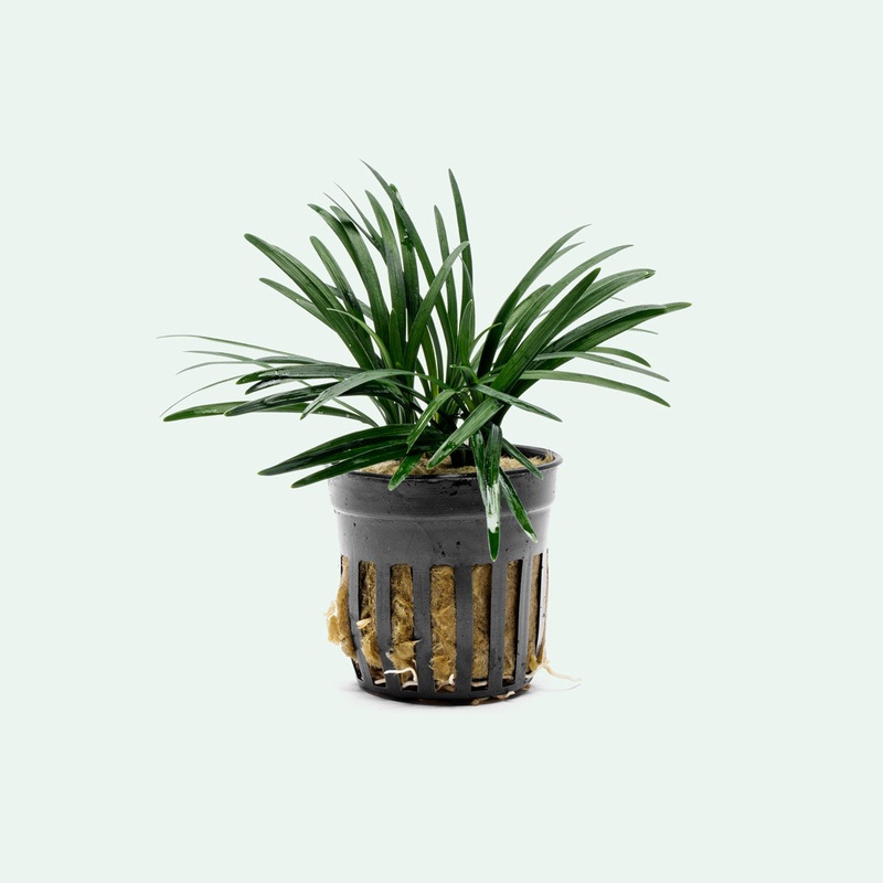 Ophiopogon Pusillus