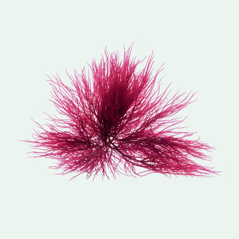 Red Ogo Gracilaria Macro Algae