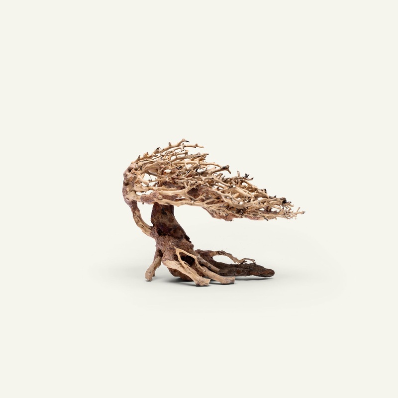UNS Bonsai 019