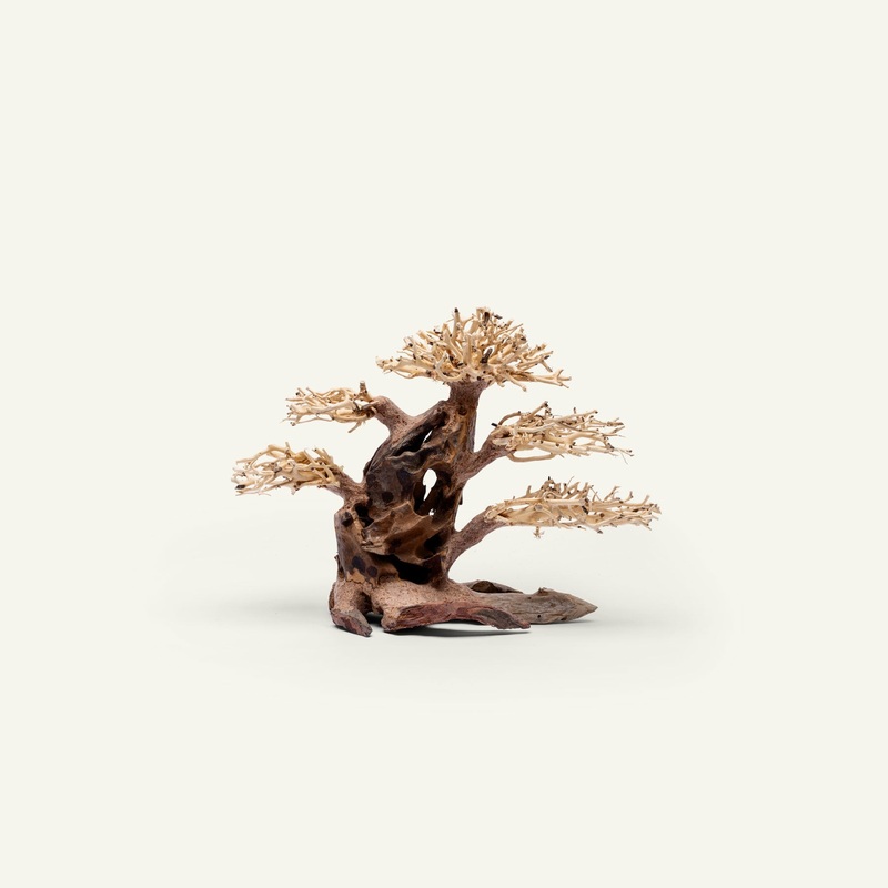 UNS Bonsai 020