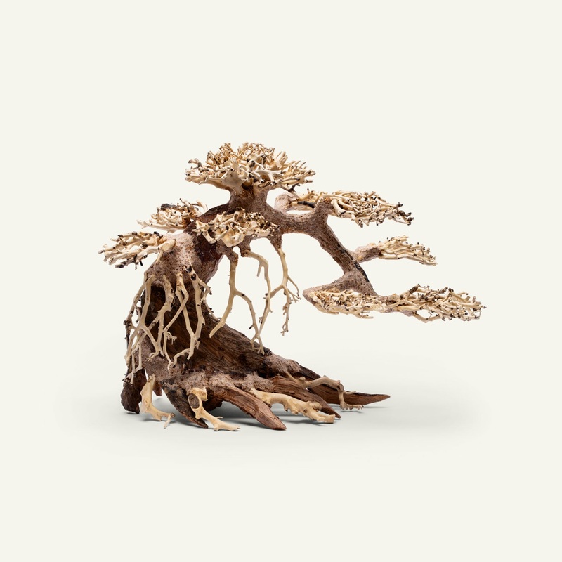 UNS Bonsai 021