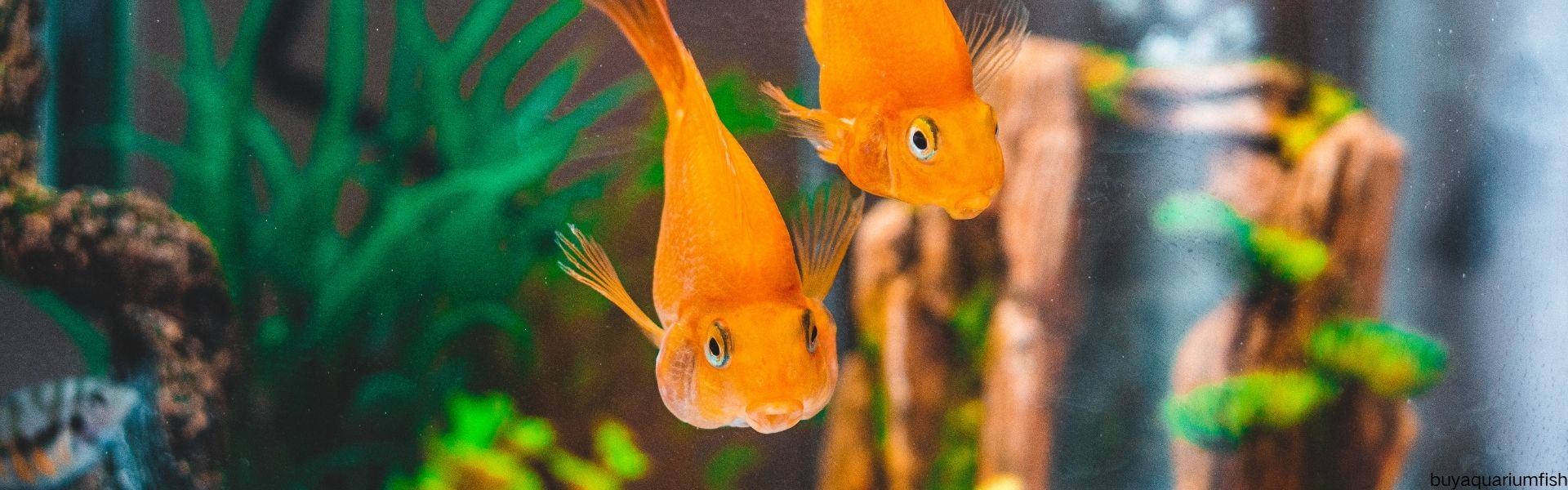 Buy Aquarium Fish